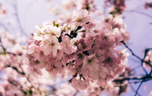 Top 5 Cherry Blossom Festivals